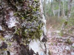 Vole Ears Lichen thumbnail 4