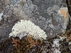 Rippled Ring Lichen thumbnail 3
