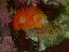 Hincksina velata thumbnail 2