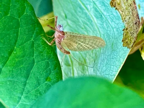 Epeorus albertae