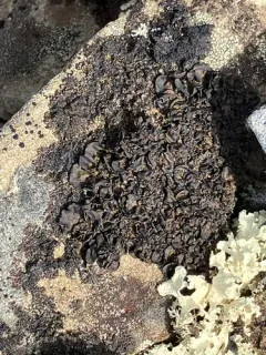 Carolina Rocktripe Lichen thumbnail 2