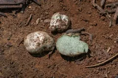 Lepiota viridigleba thumbnail 2