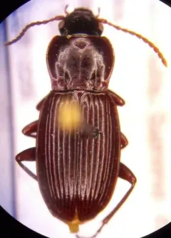 Pterostichus castaneus thumbnail 3