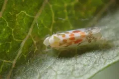 orange-spotted leafhopper thumbnail 4