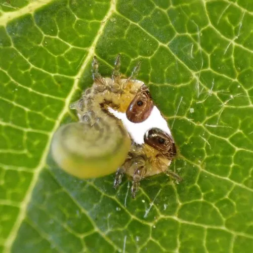 striped alder sawfly