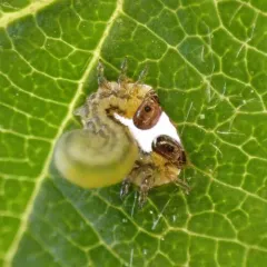 striped alder sawfly thumbnail 1