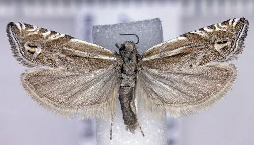 Eucosma crassana