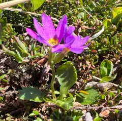 Wedge-leaf Primrose thumbnail 4