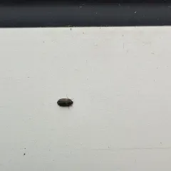 Undertaker Carpet Beetle thumbnail 3