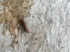 Failed Northern Caddisfly thumbnail 3