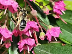 Kalmia Miner Bee thumbnail 3