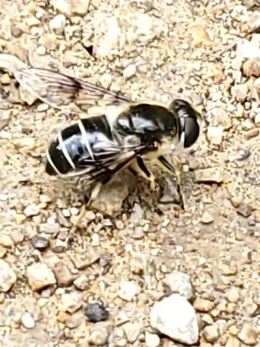 Spot-winged Drone Fly
