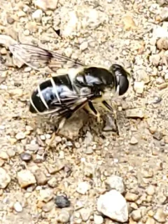 Spot-winged Drone Fly thumbnail 1