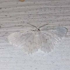 Fragile White Carpet thumbnail 4