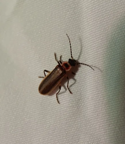 Podabrus appendiculatus
