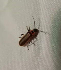 Podabrus appendiculatus thumbnail 1