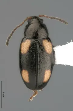 Phyllotreta bipustulata thumbnail 2