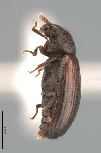 Odontosphindus denticollis