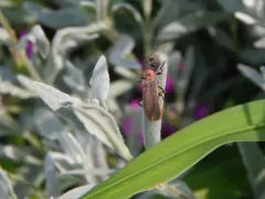 Podabrus appendiculatus thumbnail 2