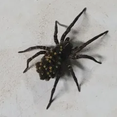 Woodland Giant Wolf Spider thumbnail 4