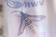 Ceanothus Borer Moth thumbnail 1