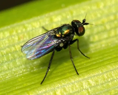 Chrysotus obliquus
