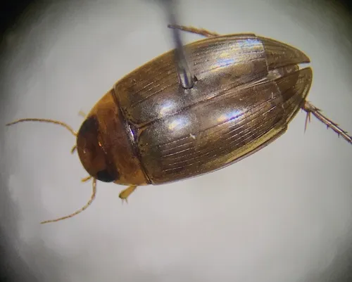 Chevrolat's Dytiscid
