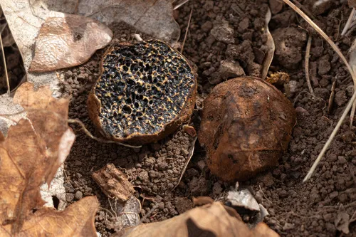 Melanogaster euryspermus