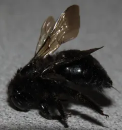 Horse-fly Carpenter Bee thumbnail 3