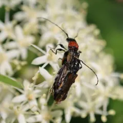 Blood-necked Longhorn Beetle thumbnail 3