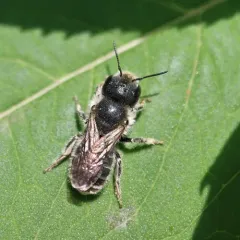 Blue Mason Bee thumbnail 3