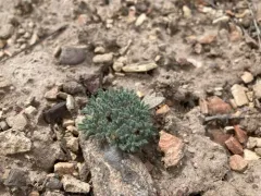 lilliput lupine thumbnail 3