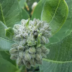 Heliophanus kochii thumbnail 3