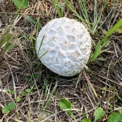 Sculptured Puffball thumbnail 2