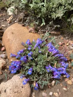 mat penstemon thumbnail 1