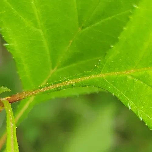 fireberry hawthorn