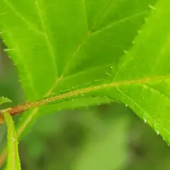 fireberry hawthorn thumbnail 1