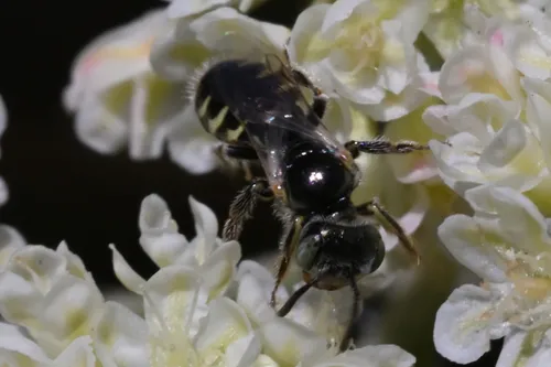 Nevada Miner Bee