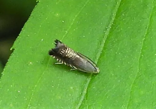 Eurasian Hemp Moth