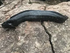Monkey-faced Prickleback thumbnail 4
