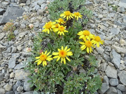 Northwestern Groundsel