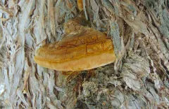 Pyrofomes juniperinus thumbnail 1