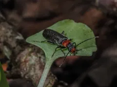 Dichelotarsus punctatus thumbnail 3