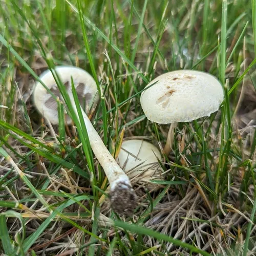 Bearded Fieldcap