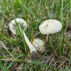 Bearded Fieldcap thumbnail 1