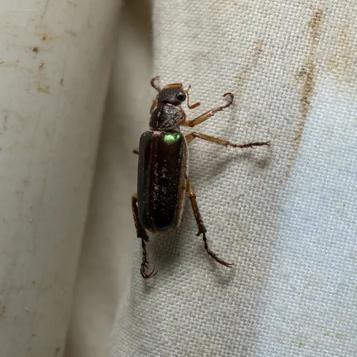 White-collared Chafer