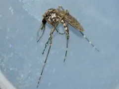 Grossbeck's Speckled Mosquito thumbnail 3
