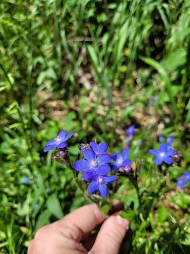 Italian Bugloss