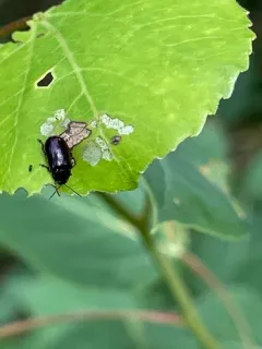 Phratora purpurea thumbnail 4