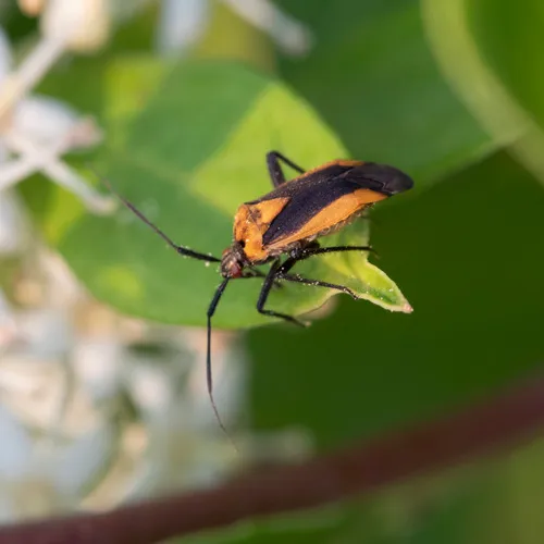 Variable Eastern Taedia